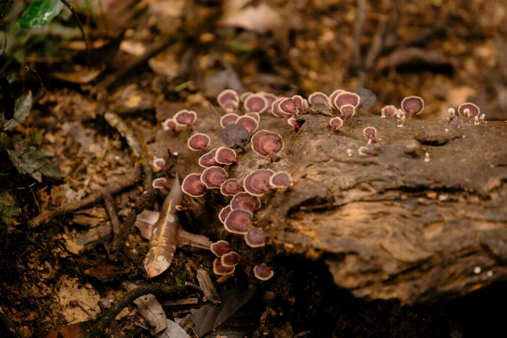 LINE_ALBUM_full day trekking_240830_1