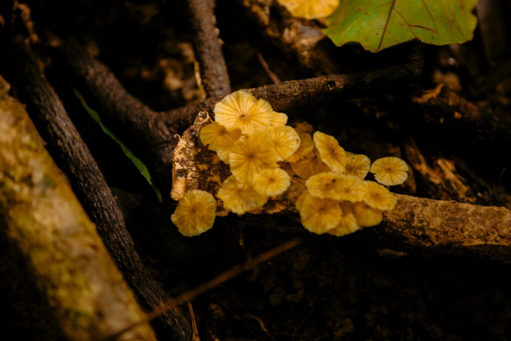 LINE_ALBUM_full day trekking_240830_3