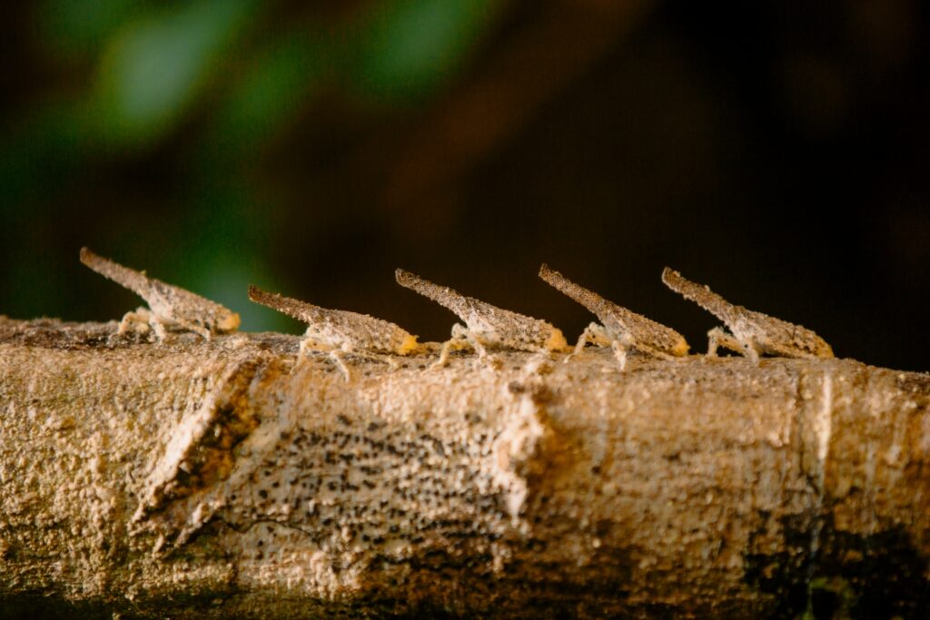 LINE_ALBUM_full day trekking_240830_8