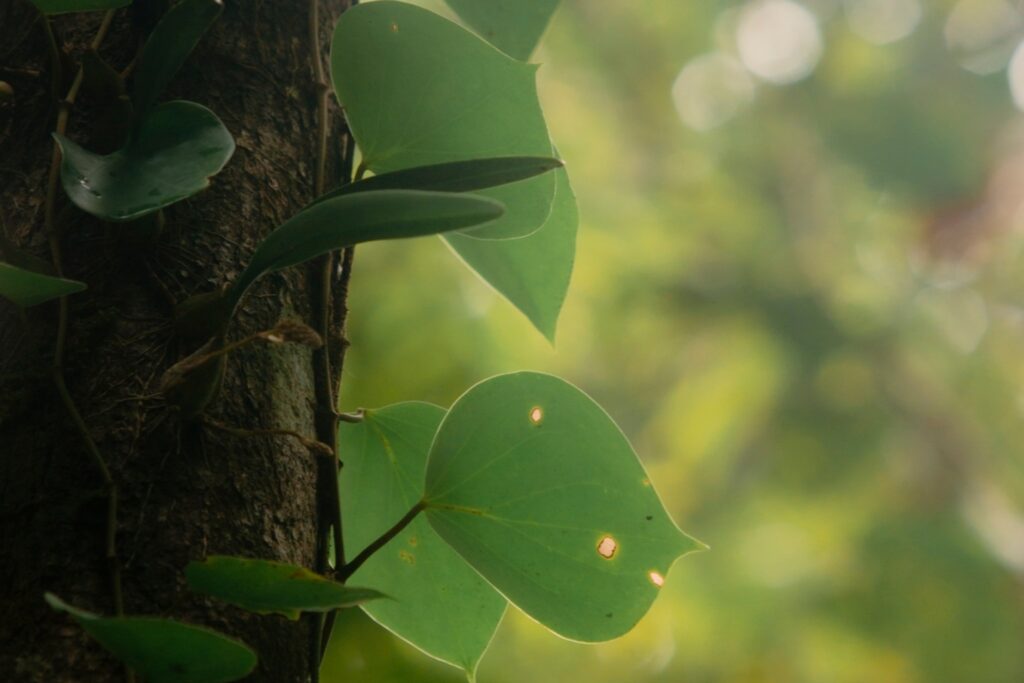 LINE_ALBUM_half day trekking_240830_4