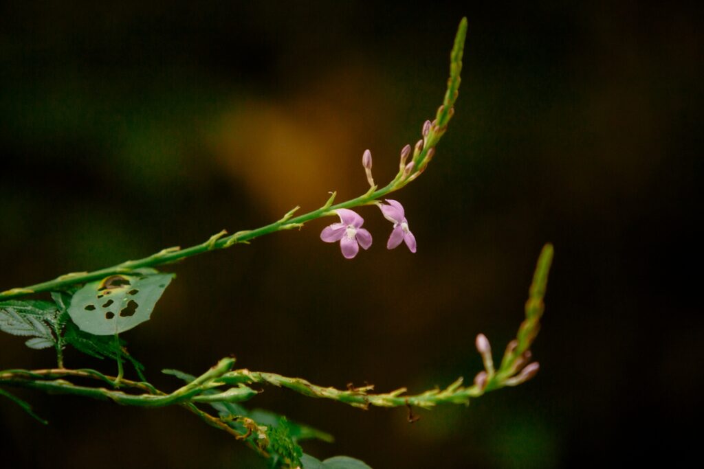 LINE_ALBUM_half day trekking_240830_8
