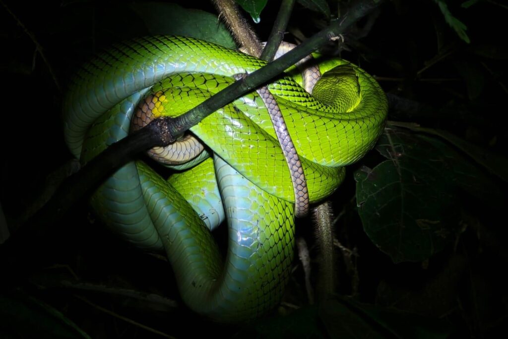 LINE_ALBUM_Night safari_240830_30