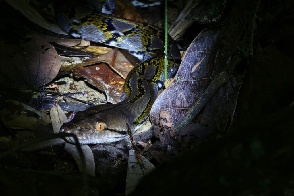 LINE_ALBUM_Night safari_240830_32