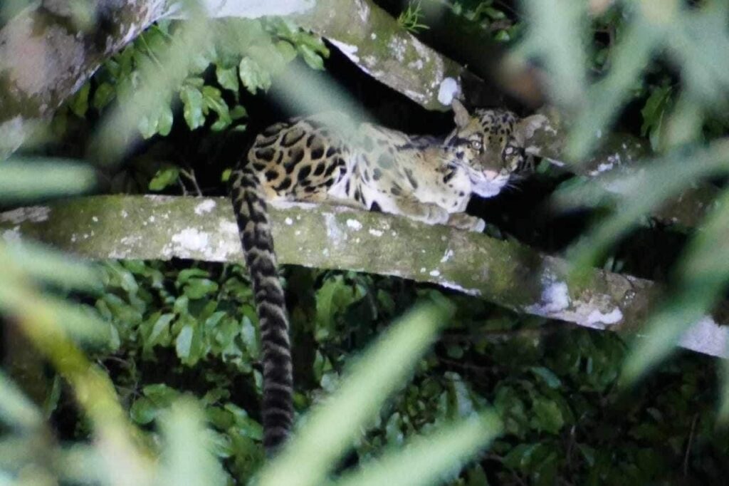 LINE_ALBUM_Night safari_240830_33