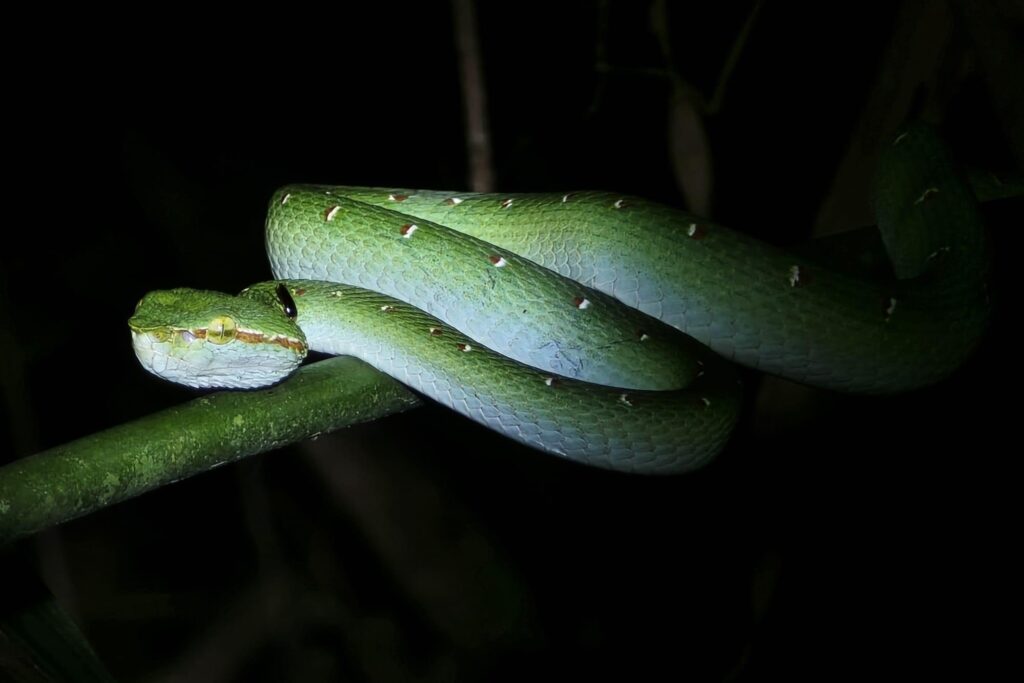 LINE_ALBUM_Night safari_240830_48