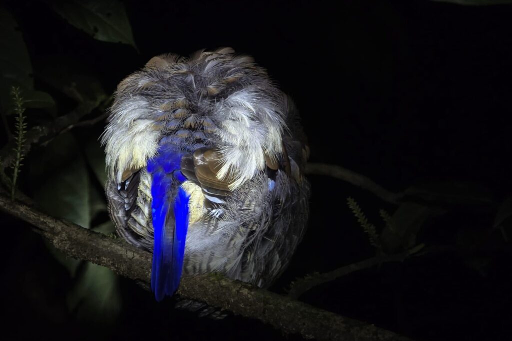 LINE_ALBUM_Night safari_240830_50