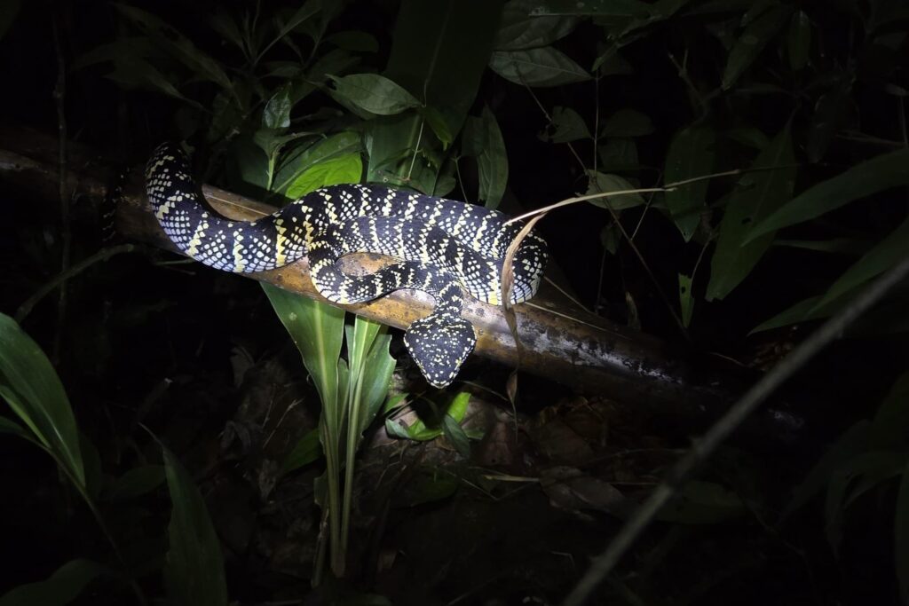 LINE_ALBUM_Night safari_240830_53