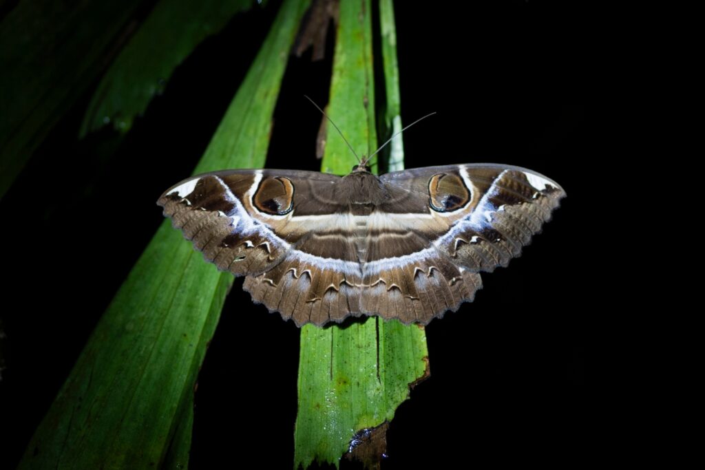 LINE_ALBUM_Night safari_240830_59