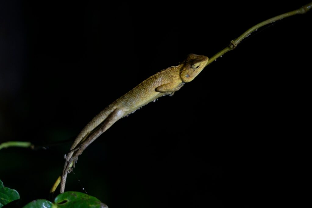 LINE_ALBUM_Night safari_240830_63