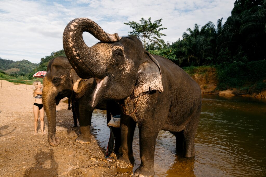 LINE_ALBUM_elephant Bath and care_240830_117