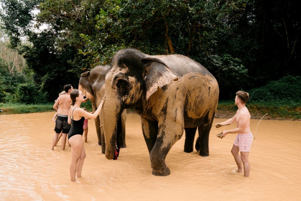 LINE_ALBUM_elephant Bath and care_240830_188