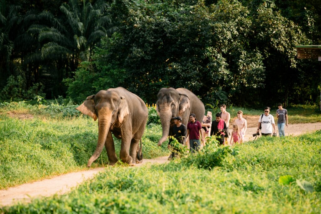 LINE_ALBUM_elephant Bath and care_240830_212