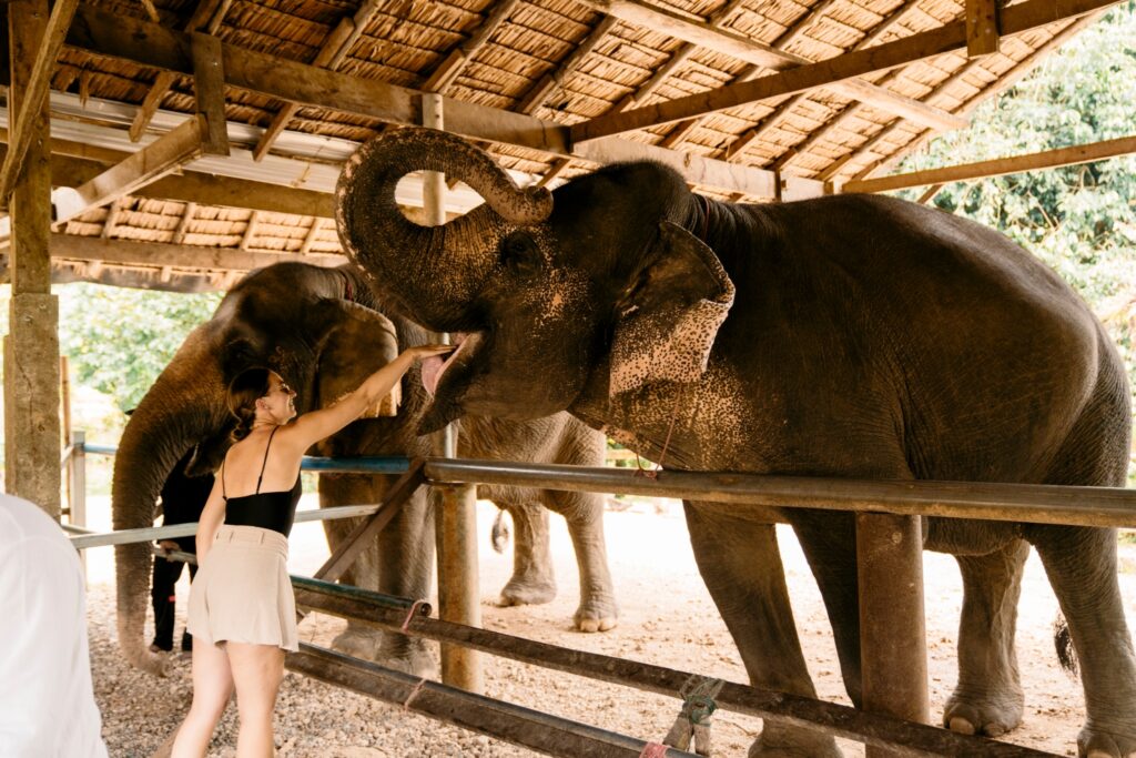 LINE_ALBUM_elephant care_240830_25