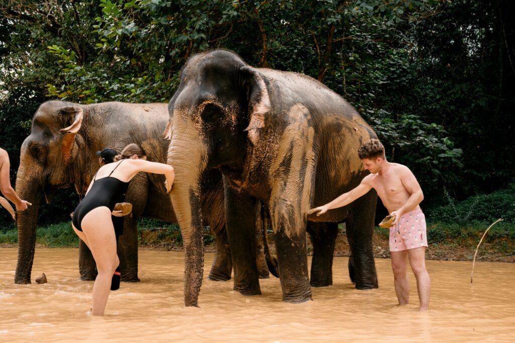 LINE_ALBUM_elephant care_240830_50